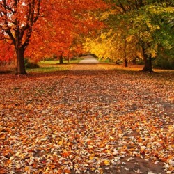 An Autumn Walk